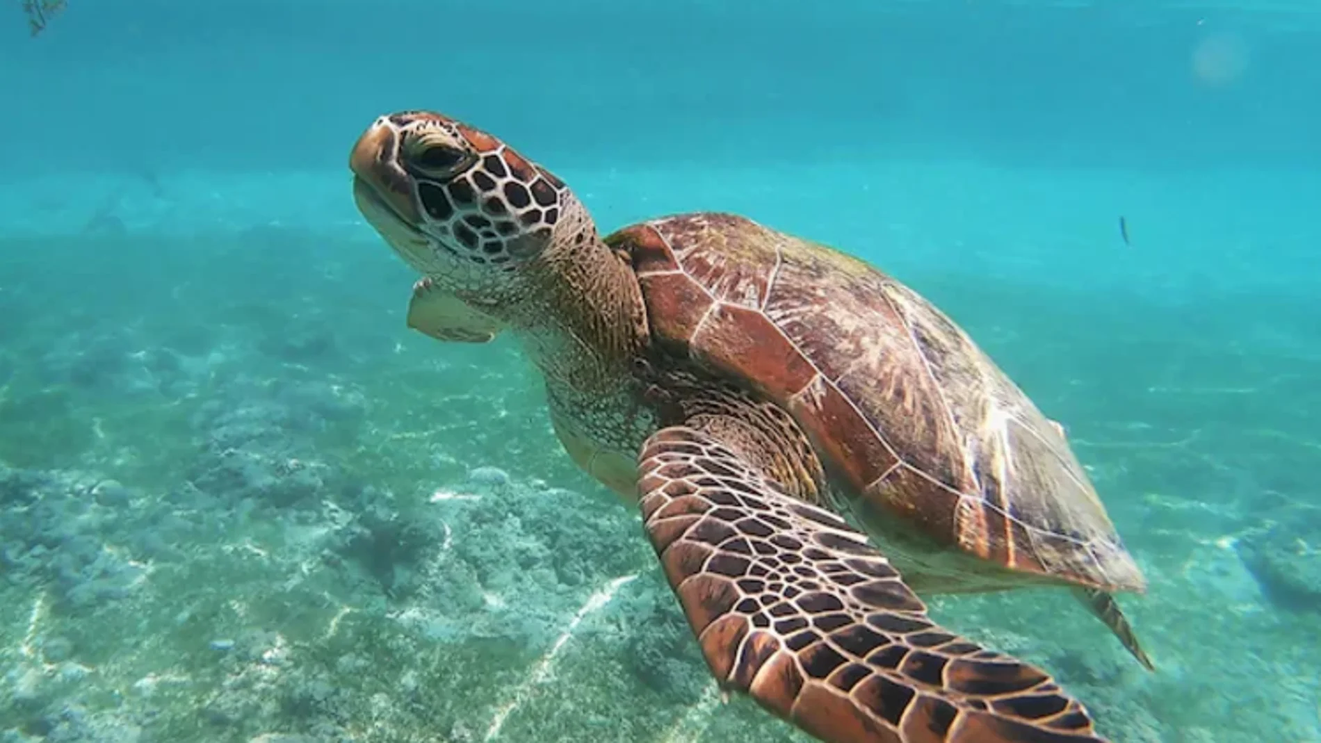 Una tortuga marina