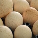 Los huevos pueden ser de diferentes colores en función de la gallina que los pone