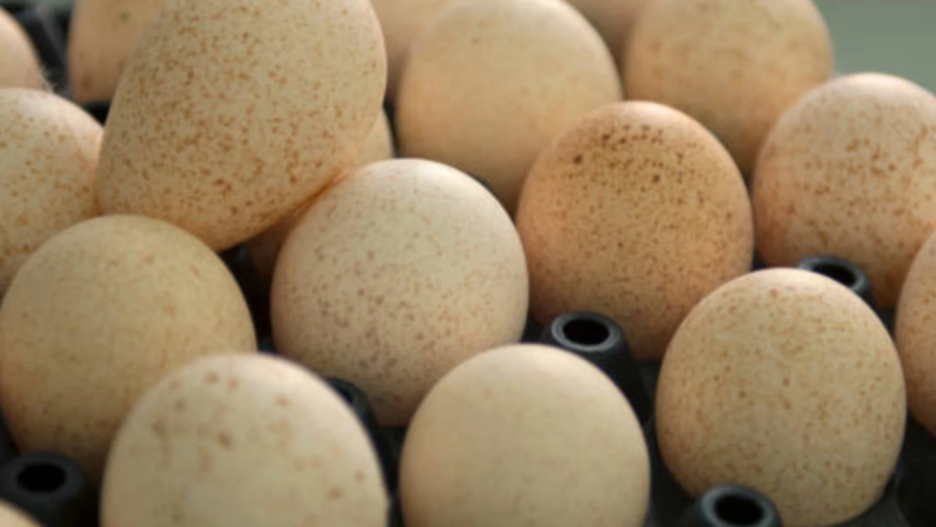 Los huevos pueden ser de diferentes colores en función de la gallina que los pone