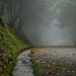 Qué es el ‘síndrome del bosque vacío’ y por qué nos debemos preocupar