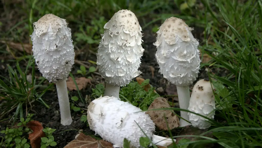 Coprinus comatus