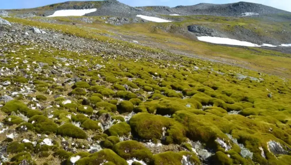 Musgo que crece en la isla Ardley, una pequeña isla en la punta de la península Antártica.