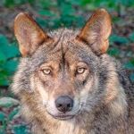 MADRID.-La Comunidad asigna 100.000 euros para ayudar a los ganaderos afectados por lobos y buitres