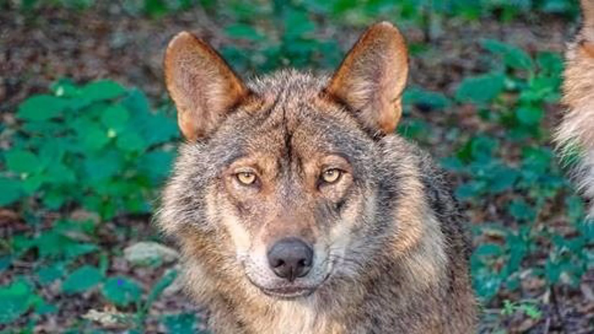 MADRID.-La Comunidad asigna 100.000 euros para ayudar a los ganaderos afectados por lobos y buitres