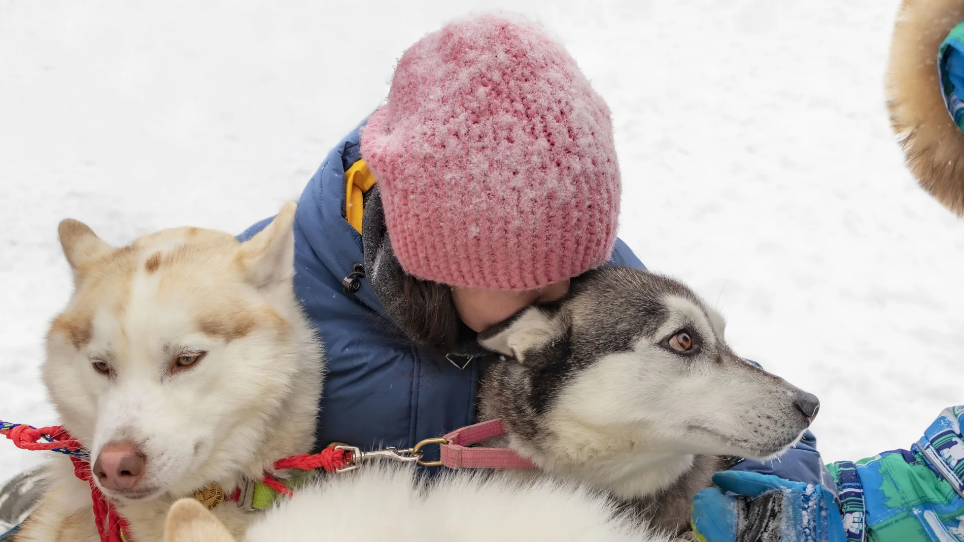 Perros huskies con una niña en Alaska