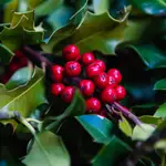 Soria se viste de rojo, florece el acebo