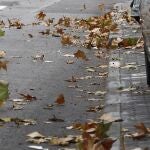 El fuerte viento deja en Baleares 118 incidentes, la mayoría por caídas de árboles y desprendimientos de riesgo