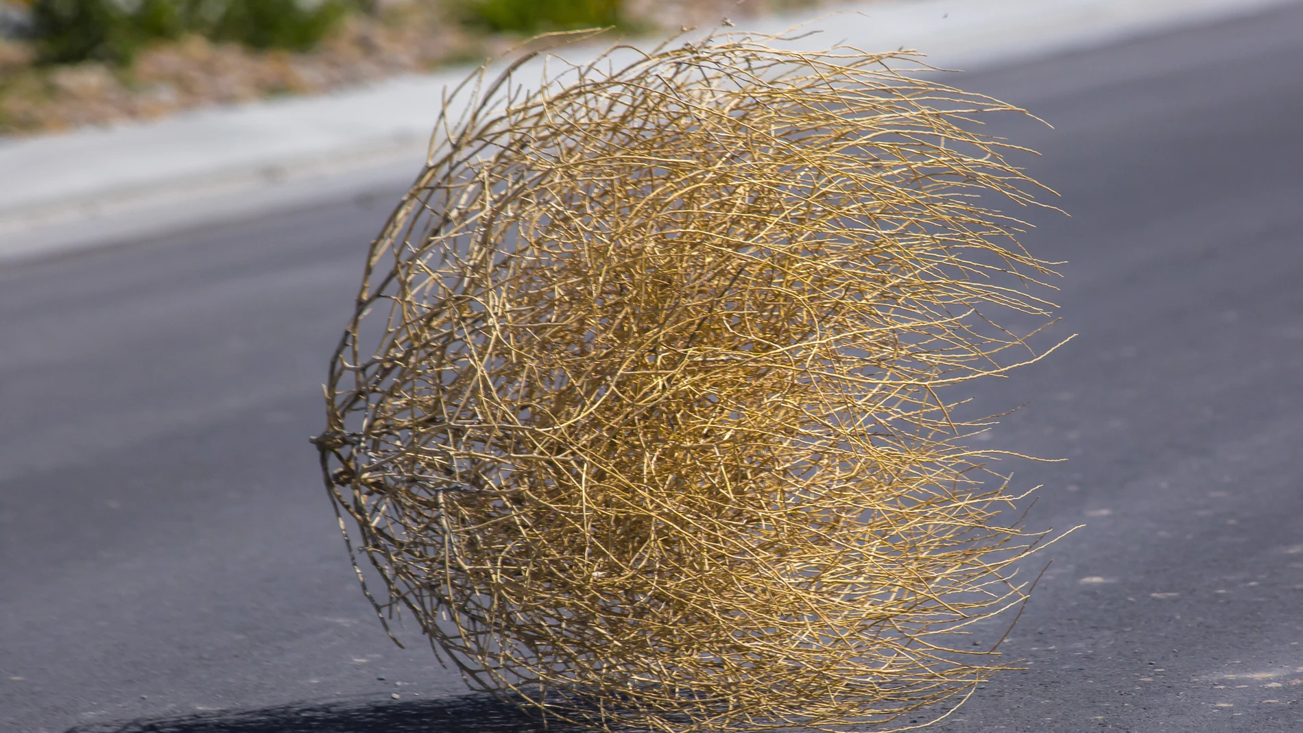 Este tipo de plantas, que aglutina varios nombres según la RAE como planta rodadora o estepicursor, es típicas en zonas desérticas como las de Estados Unidos, pero en España también pueden verse en nuestras carreteras y autovías