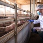 Un médico veterinario examinando cerdos en la granja porcina