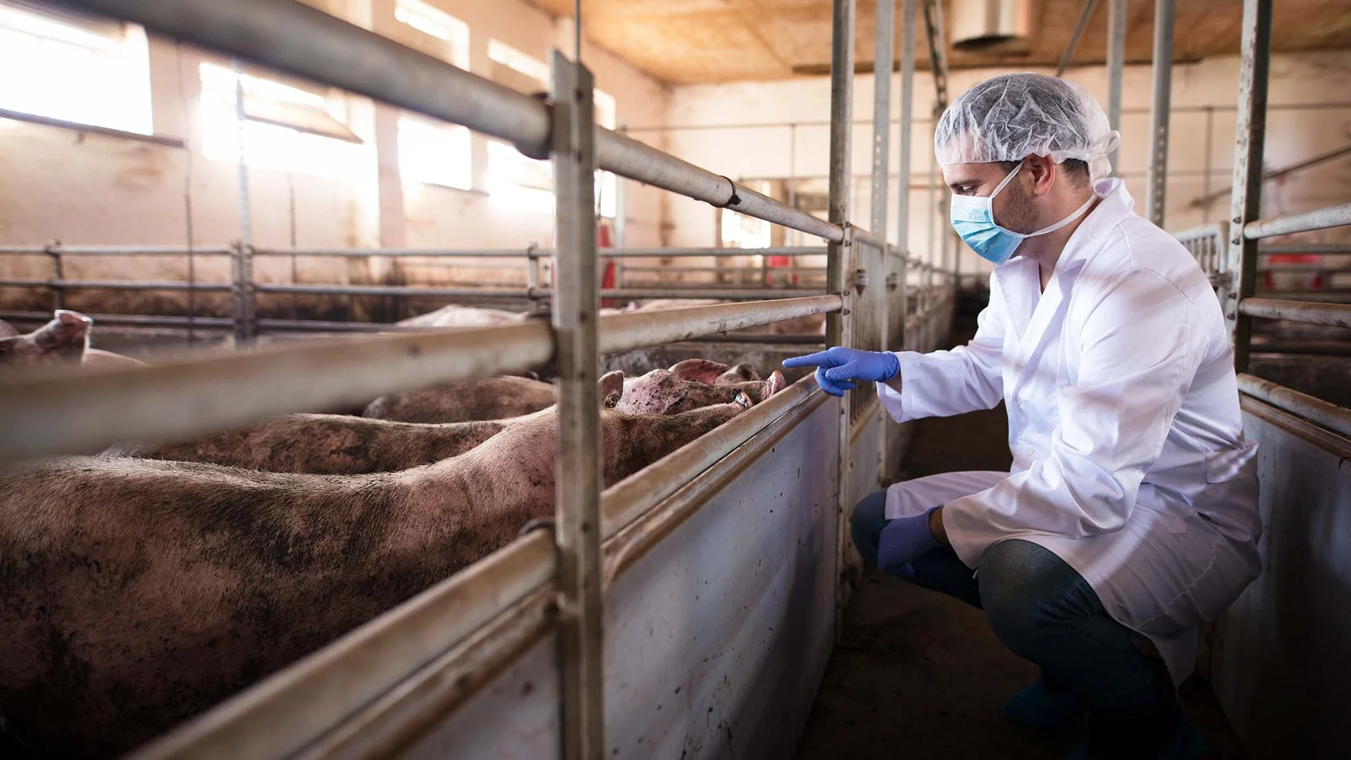 Un médico veterinario examinando cerdos en la granja porcina