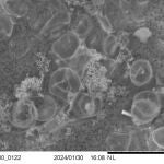 El método de los investigadores consiste en rociar polvo de arcilla sobre grandes floraciones de plantas marinas microscópicas llamadas fitoplancton, que pueden cubrir cientos de millas cuadradas y eliminar 150 mil millones de toneladas de dióxido de carbono de la atmósfera cada año. Sin embargo, la mayor parte de ese carbono vuelve a la atmósfera cuando las plantas mueren. El método desarrollado por los investigadores desvía el carbono libre flotante hacia la cadena alimentaria marina en forma de pequeñas bolas pegajosas de arcilla y carbono orgánico, llamadas flóculos (en la imagen), que son consumidos por el zooplancton o se hunden hacia aguas más profundas.
