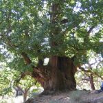 El árbol milenario bajo el que el rey Fernando el Católico celebró una misa de acción de gracias
