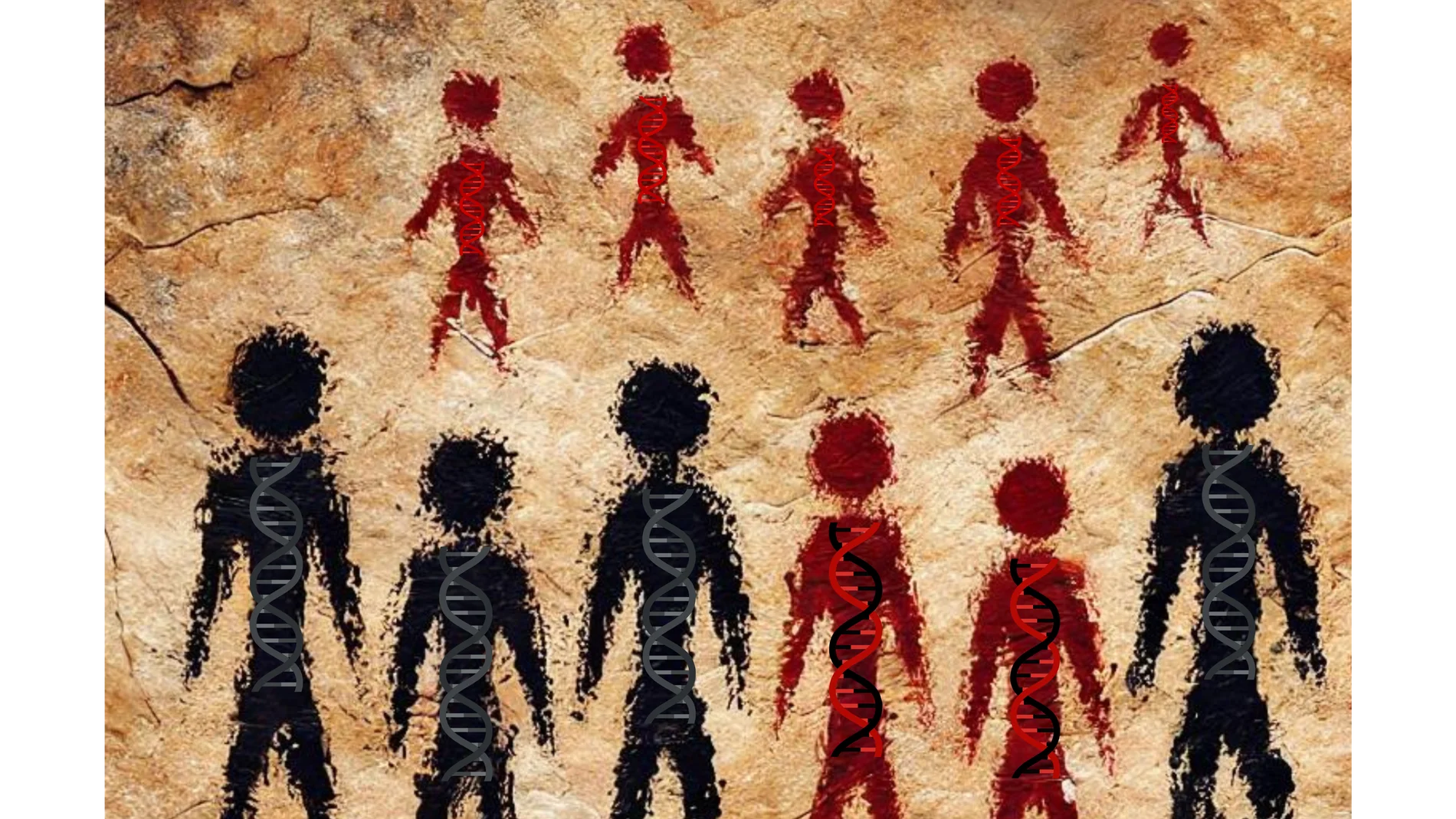 Ilustración (realizada por los investigadores con una IA) de un encuentro entre un grupo de neandertales (en negro) y un grupo de humanos modernos (en rojo, fila superior) con descendientes que muestran una ascendencia neandertal reciente (en rojo, fila inferior), imaginado como una pintura rupestre. El ADN extraído de huesos y dientes de estos primeros ancestros humanos está ayudando a los científicos a comprender las interacciones entre los primeros Homo sapiens y los neandertales con los q...