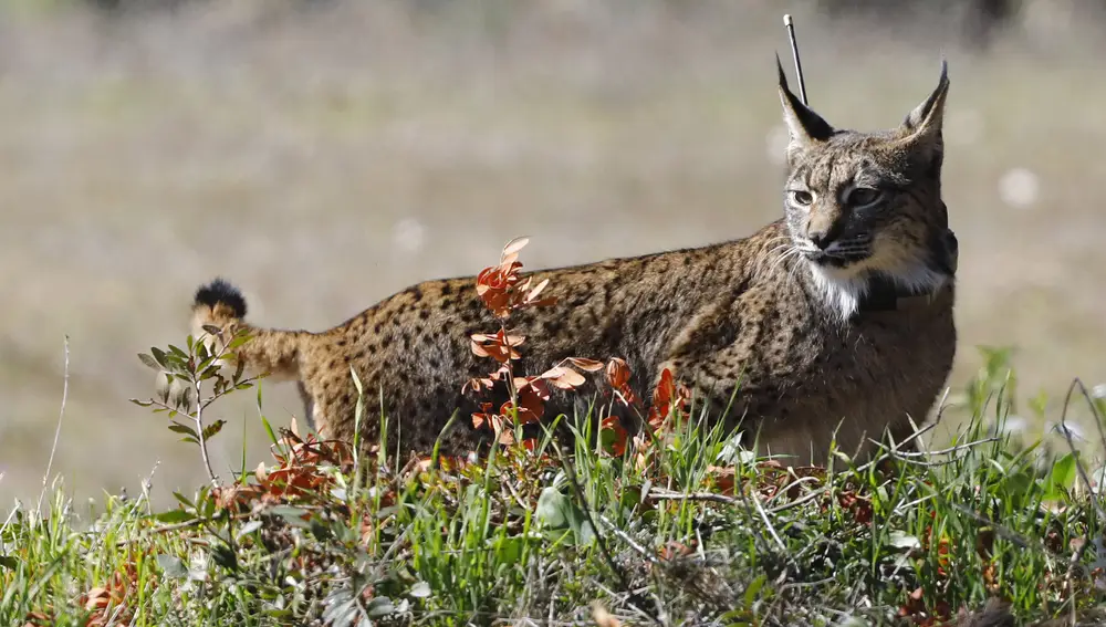 La recuperación del lince ibérico, veintidós años de éxito y optimismo