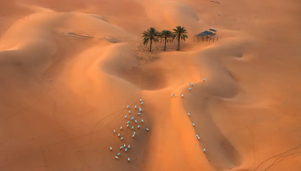 Oasis en Dubái
