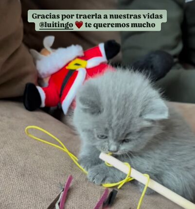 El gatito que ha venido a completar la familia de Jessica Bueno y Luitingo
