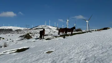Caballos salvajes en la nieve de Cantabria Caballos salvajes en la nieve de Cantabria