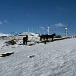 Caballos salvajes en la nieve de Cantabria