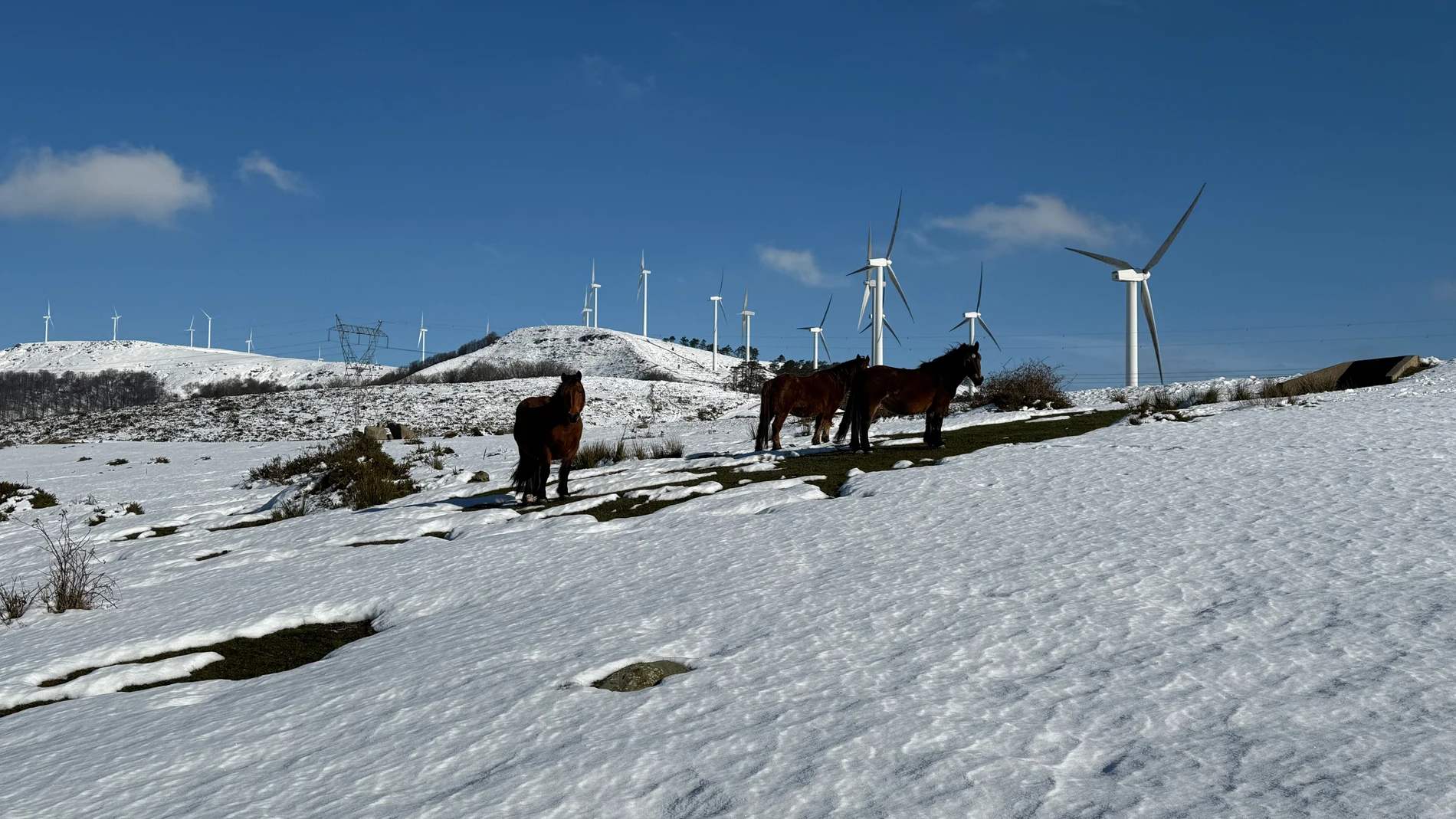 Caballos salvajes en la nieve de Cantabria