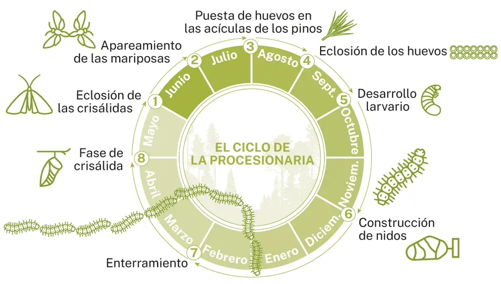 Ciclo de la procesionaria