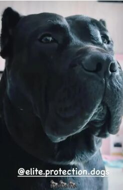 El perro de Lucas Hernández