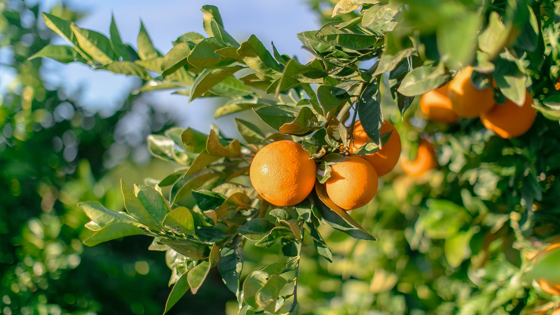 Naranjas en campo de origen nacional