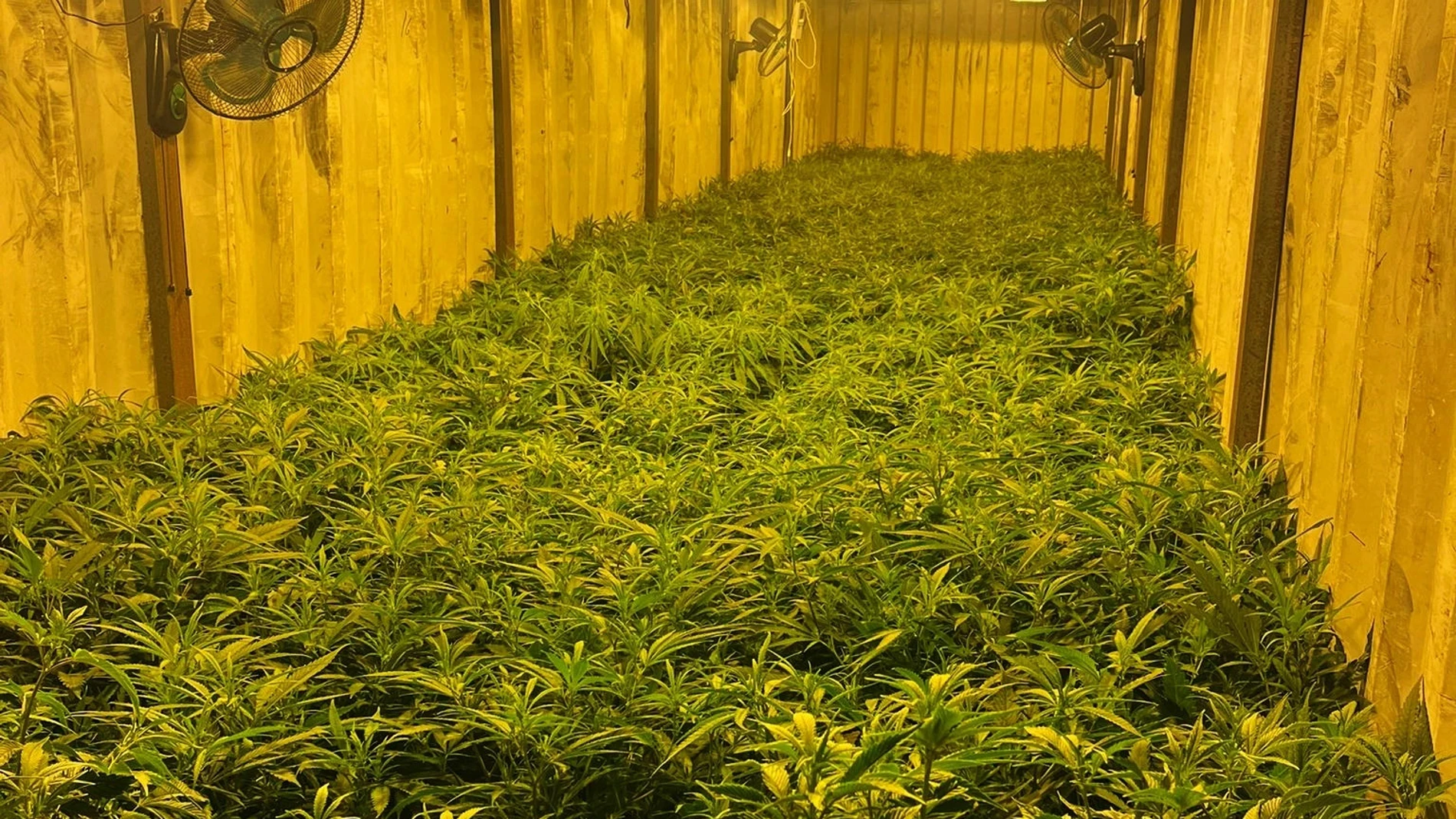 Plantación intervenida en un sótano secreto en Gádor (Almería).REMITIDA / HANDOUT por Guardia CivilFotografía remitida a medios de comunicación exclusivamente para ilustrar la noticia a la que hace referencia la imagen, y citando la procedencia de la imagen en la firma17/12/2024