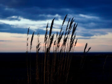 A CORU&Ntilde;A, 17/12/24.- Un ejemplar de la planta conocida como "plumero de la Pampa" ("Cortaderia selloana"), inclu&iacute;da en el Cat&aacute;logo Espa&ntilde;ol de Especies Ex&oacute;ticas Invasoras, es mecida por el viento este martes en A Coru&ntilde;a, Este martes el anticicl&oacute;n se retira hacia el Mediterr&aacute;neo permitiendo el acercamiento de las borrascas atl&aacute;nticas, de forma que el cielo estar&aacute; en Galicia parcialmente nublado y con precipitaciones m&aacute;s probables en la mitad oeste de la comunidad con el avance del d&iacute;a. EFE/Caba...