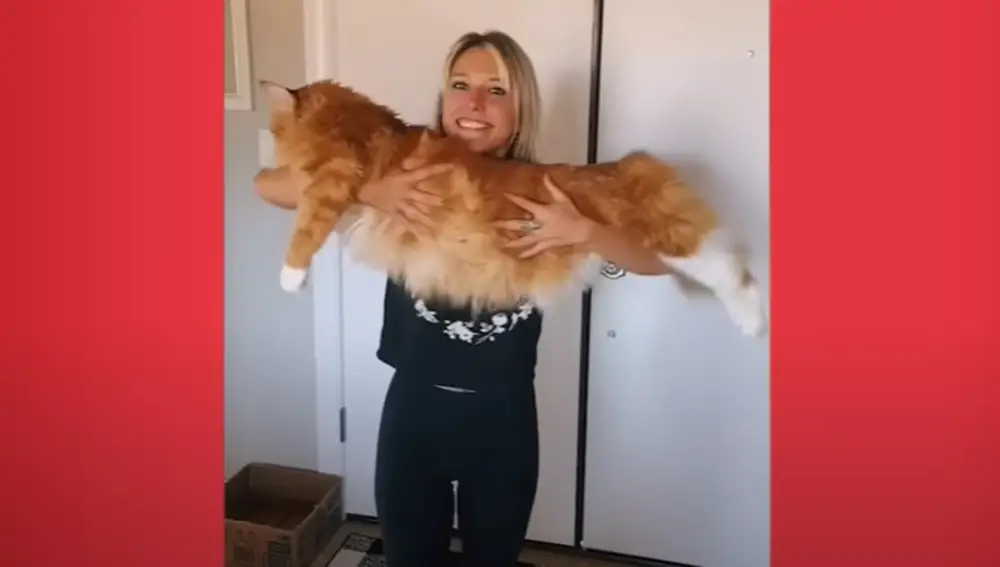 Gato gigante