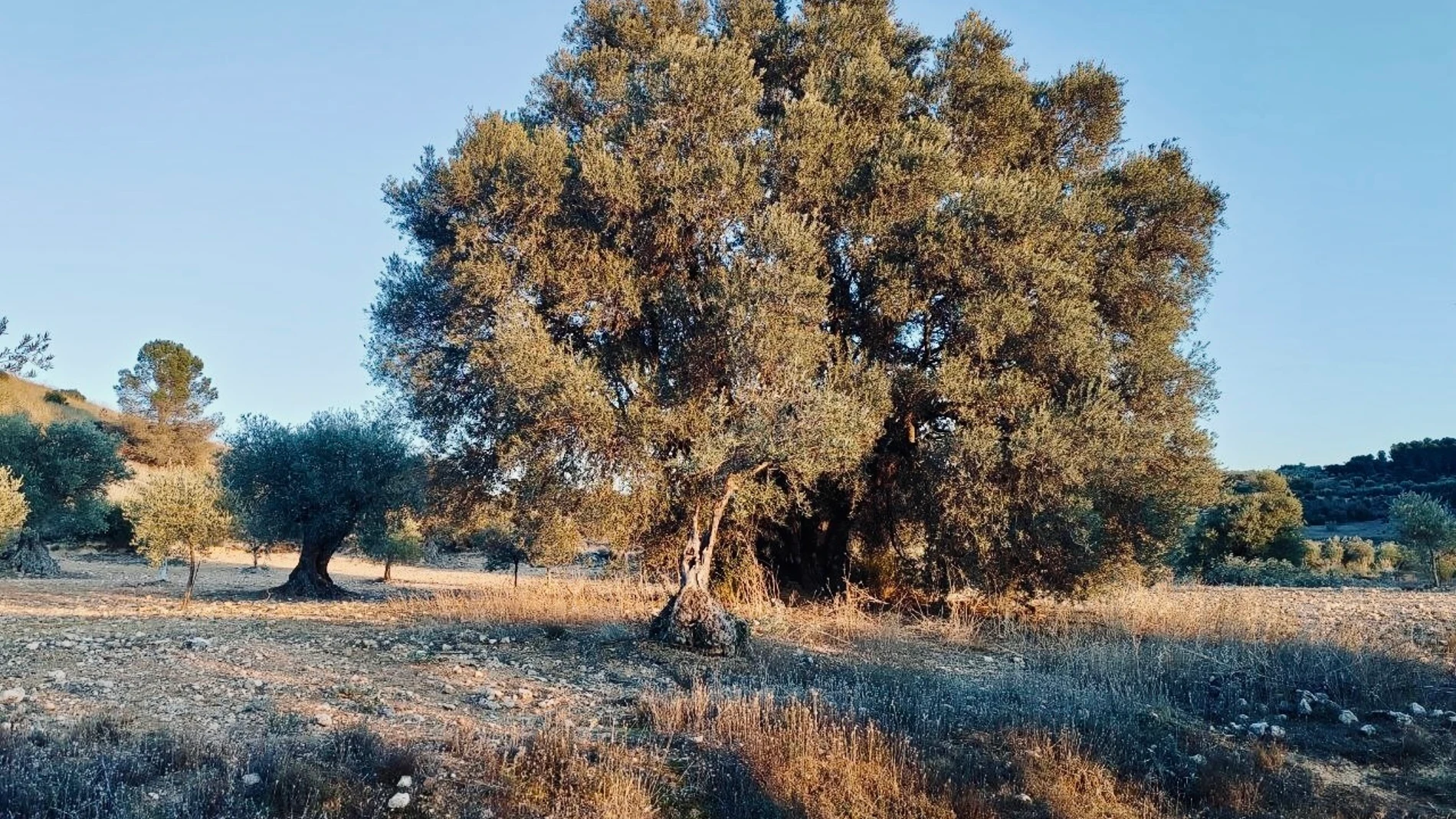 Agentes Forestales descubren en Campo Real un olivo excepcional que podrá ser catalogado como árbol singular REMITIDA / HANDOUT por EMERGENCIAS COMUNIDAD DE MADRID 112 Fotografía remitida a medios de comunicación exclusivamente para ilustrar la noticia a la que hace referencia la imagen, y citando la procedencia de la imagen en la firma 17/12/2024