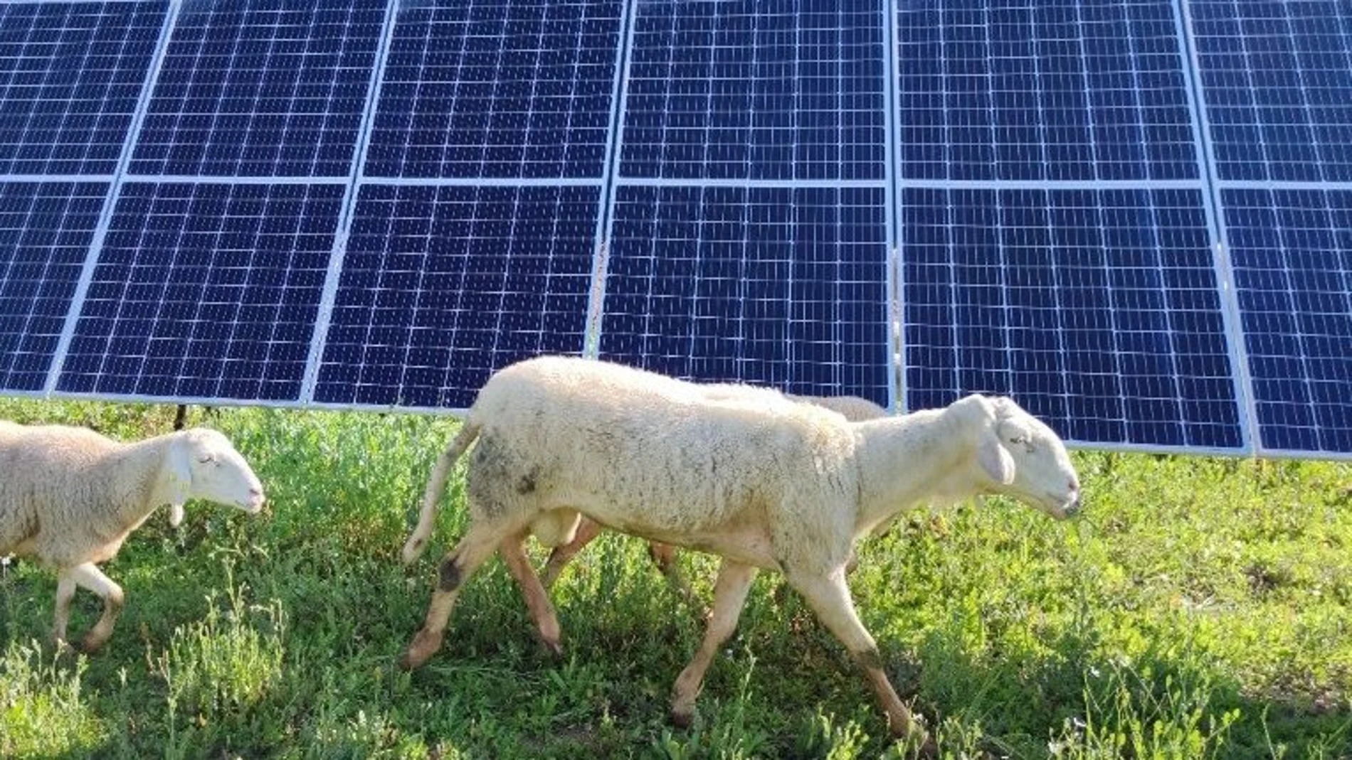 Andalucía ocupa el segundo puesto en capacidad solar de toda España solo por detrás de Extremadura