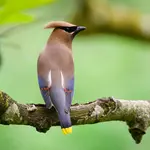 Ley de protección de los derechos y el bienestar animal