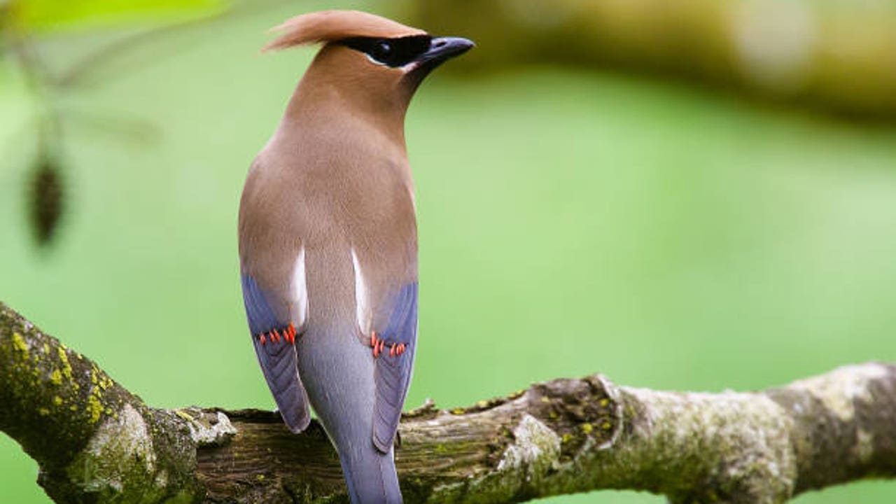 Nueva ley de protección animal: ¿Qué especies exóticas podrán seguir en los hogares?