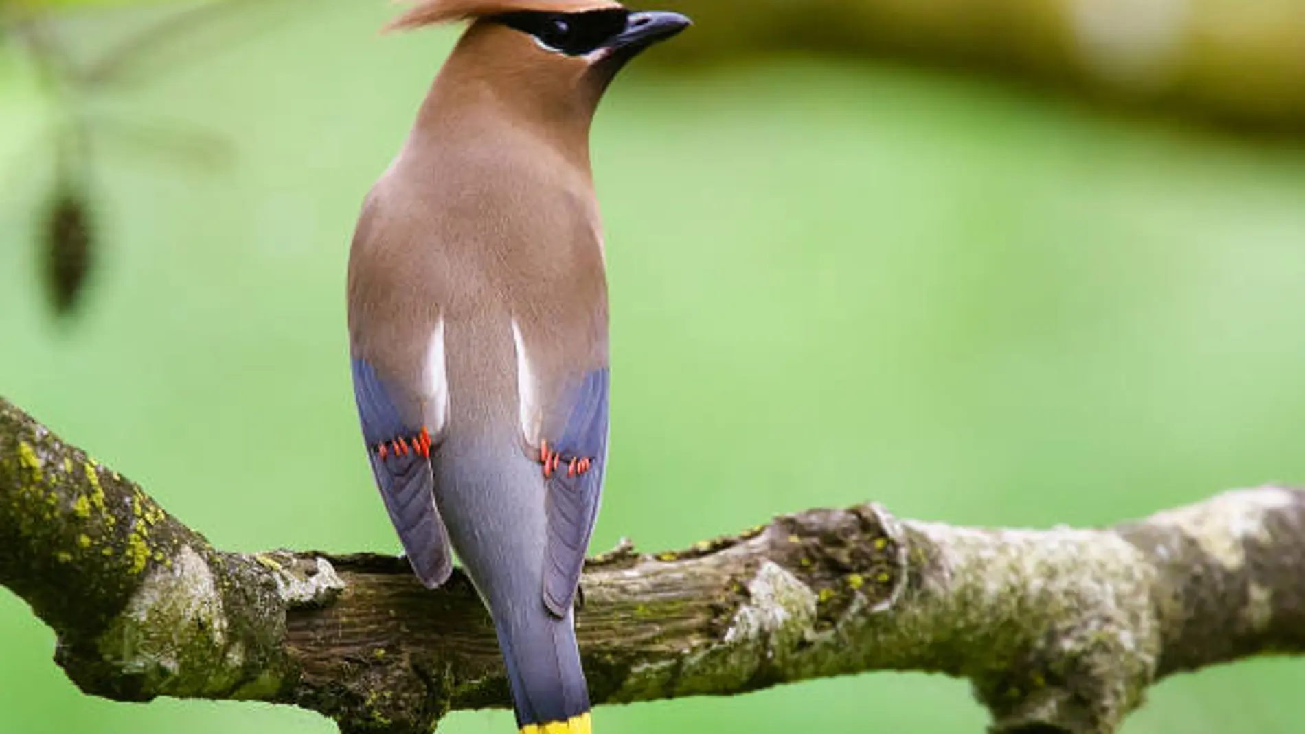 Estos son los exóticos animales a los que les gusta beber alcohol por placer