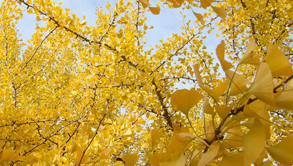 Ginkgo hembra