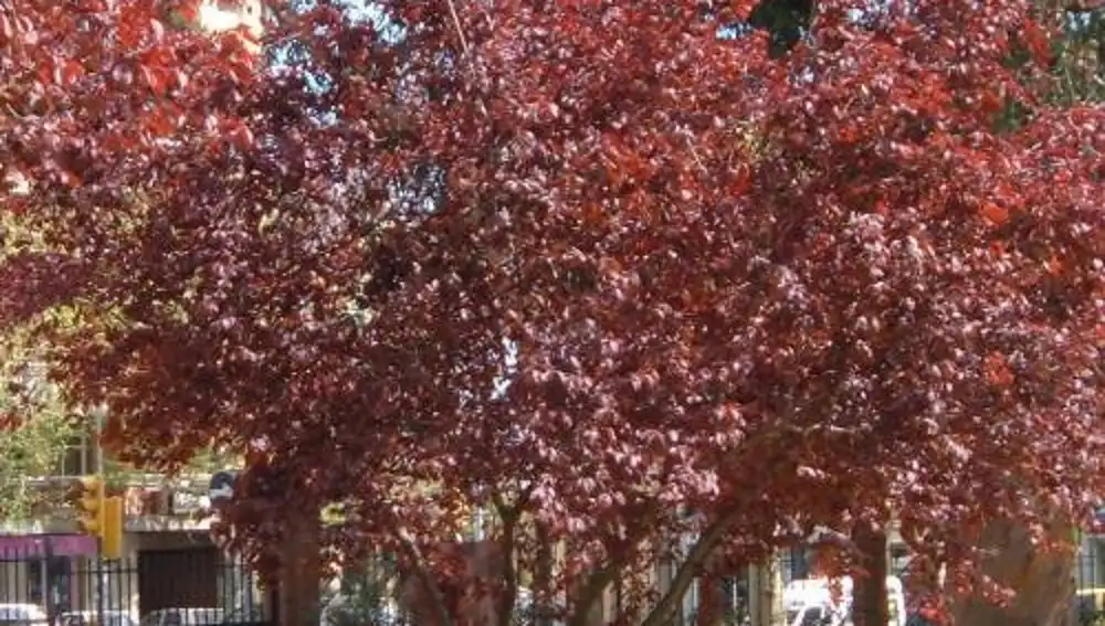 Ciruelo cerezo
