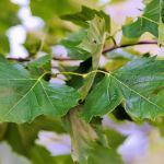 Estos son los siete árboles frutales que no debes plantar en tu jardín según un agricultor y arborista 