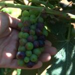 Racimo de uva shiraz en pleno envero (cuando las uva pasan de un verde intenso a un tono rojizo o morado en su proceso de maduración), en los viñedos de Les Domaines Amal