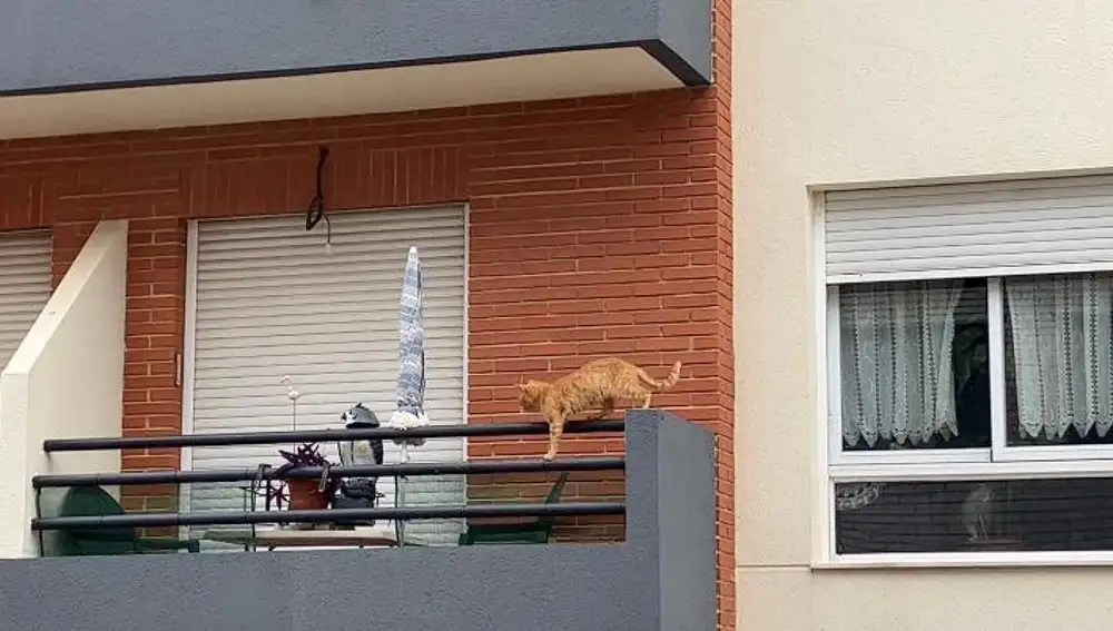 Los gatos de su 'inquiokupa'