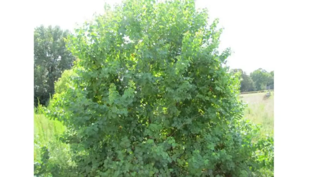 Árbol del sebo