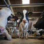 UE/Mercosur.- El acuerdo con Mercosur no modifica normas de seguridad alimentaria e incluye cláusulas de salvaguardia