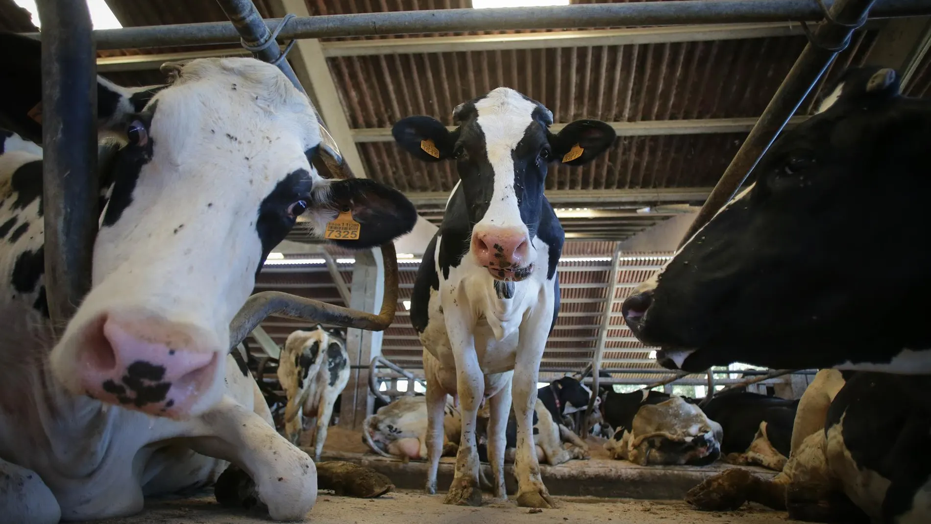 UE/Mercosur.- El acuerdo con Mercosur no modifica normas de seguridad alimentaria e incluye cláusulas de salvaguardia