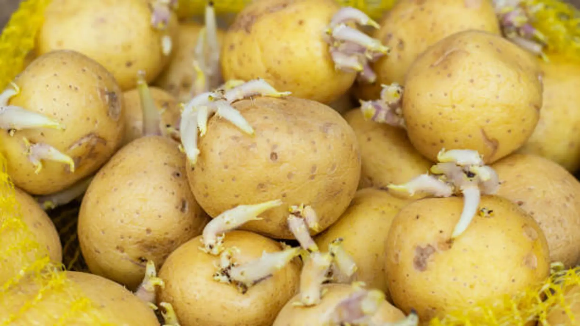 El efectivo truco para que no le salgan brotes a tus patatas