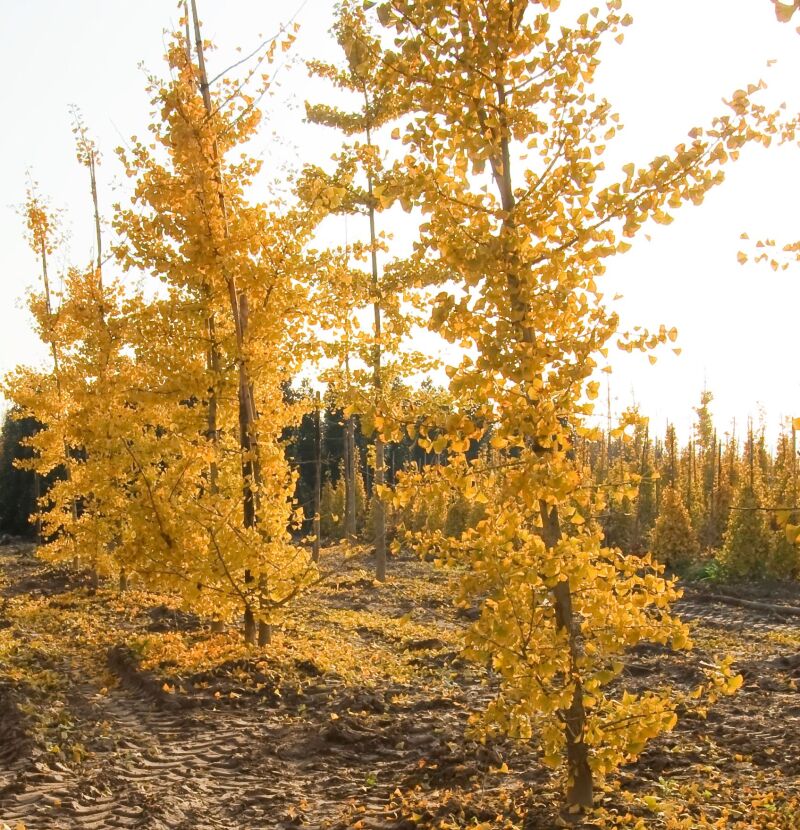 Ginkgo biloba