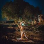 El único árbol del barranco de Paiporta que resistió a la DANA decorado con luces navideñas.