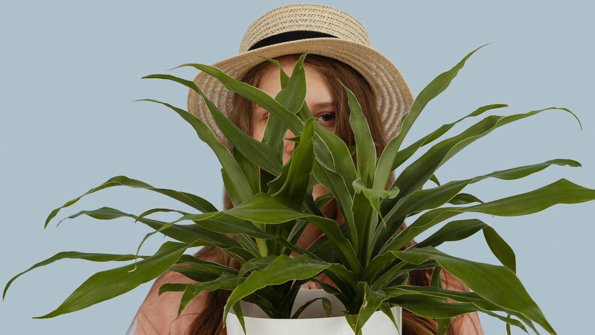 La planta con la que puedes hacer desaparecer las verrugas