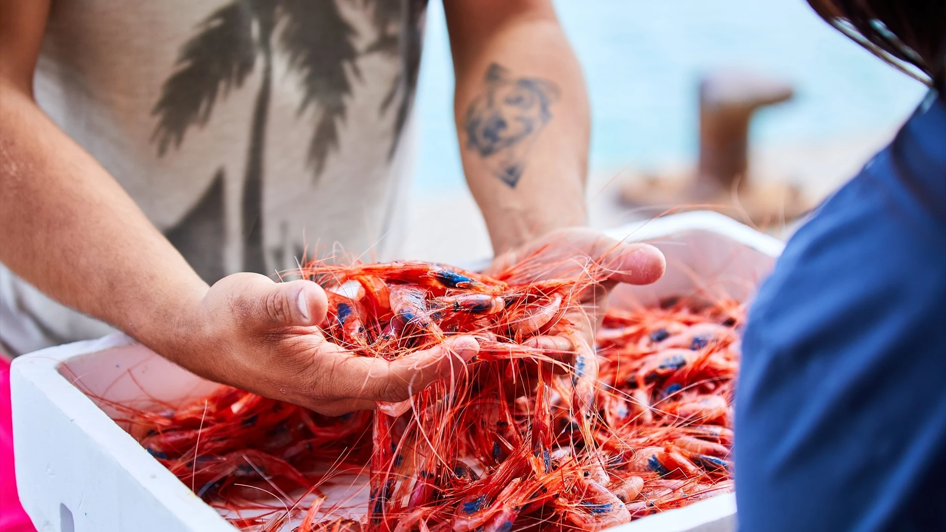 La pesca de arrastre en peligro: este es uno de los manjares que se obtiene de esa forma, muy apreciado en Navidades