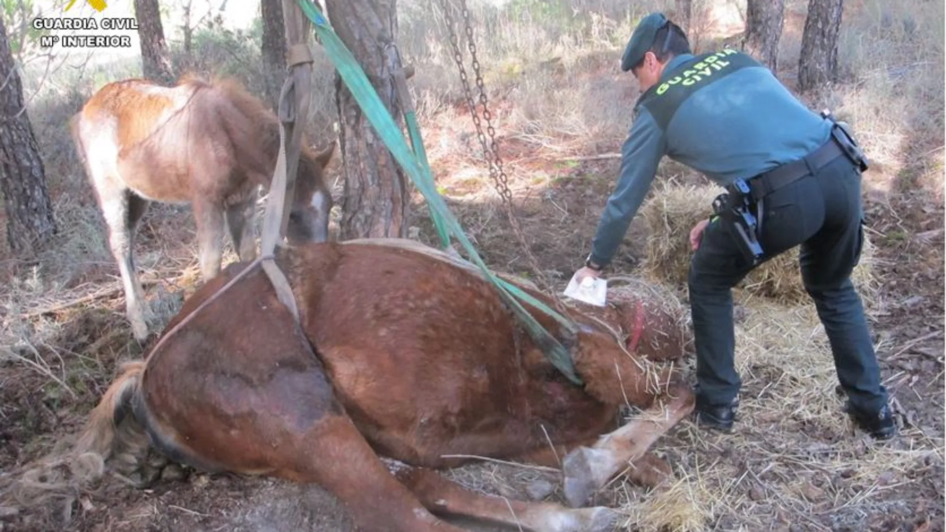 Un efectivo de la Guardia Civil con la yegua muerta
