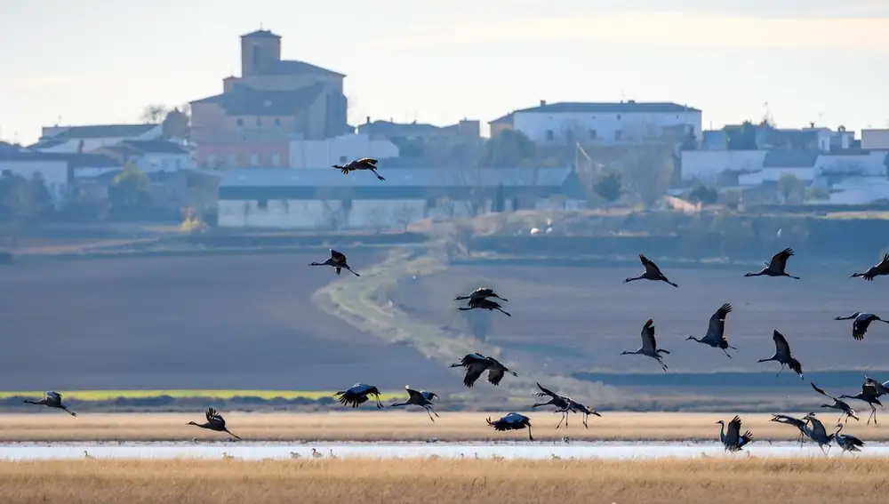 La laguna de El Hito, un refugio para las grullas