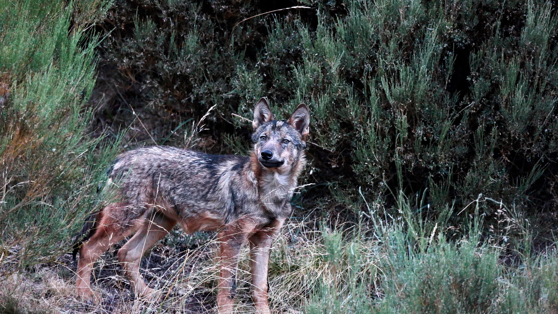 Lobo Ibérico